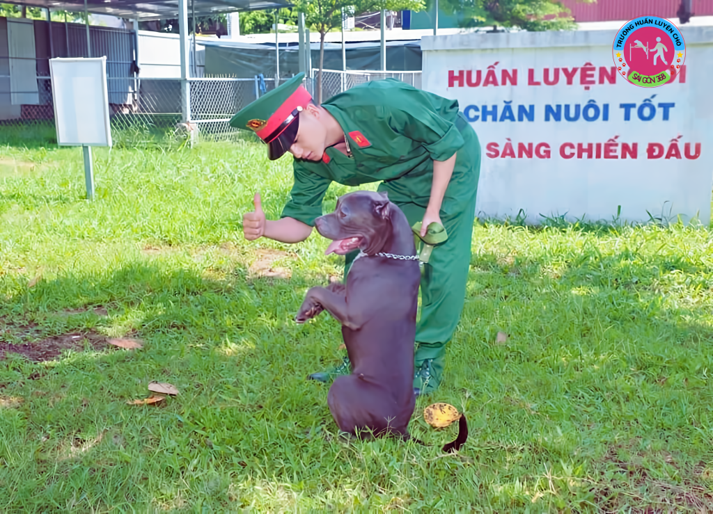 huân luyện chó nghiệp vụ